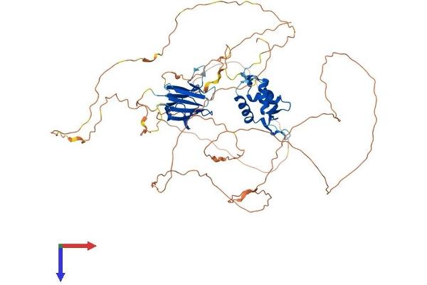 Forkhead Box K2 Protein (FOXK2) (AA 1-651) (His tag)