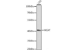 Western blot analysis of extracts of LO2 cells using MCAT Polyclonal Antibody at dilution of 1:1000. (MCAT 抗体)