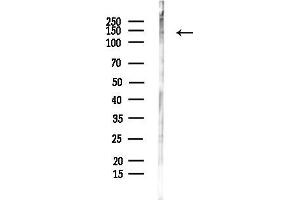 anti-Ubiquitin Specific Peptidase 19 (USP19) (Internal Region) antibody