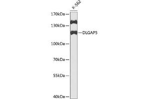 Western blot analysis of extracts of K562 cells, using DLG antibody (ABIN3023189, ABIN3023190, ABIN3023191 and ABIN6219430) at 1:1000 dilution. (DLGAP5 抗体  (AA 547-846))