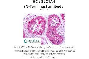 Image no. 1 for anti-Solute Carrier Family 1 (Glutamate/Neutral Amino Acid Transporter), Member 4 (SLC1A4) (N-Term) antibody (ABIN1739341)