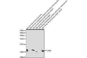 Western blot analysis of extracts of various cell lines, using TOM20 antibody (ABIN7268554) at 1:5000 dilution. (TOMM20 抗体  (AA 20-145))