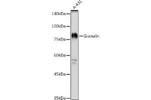Western blot analysis of extracts of A-431 cells, using Granulin antibody (ABIN6131042, ABIN6141429, ABIN6141431 and ABIN6216066) at 1:1000 dilution. (Granulin 抗体  (AA 281-336))