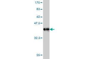 Western Blot detection against Immunogen (36.