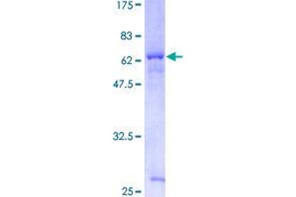 TSKU Protein (AA 1-353) (GST tag)