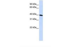 Image no. 1 for anti-Carbohydrate Kinase Domain Containing (Carkd) (AA 144-193) antibody (ABIN6738353) (Carkd 抗体  (AA 144-193))