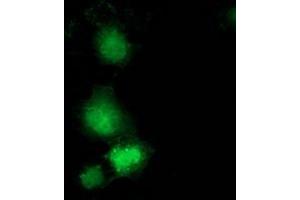 Anti-GBP5 mouse monoclonal antibody (ABIN2454090) immunofluorescent staining of COS7 cells transiently transfected by pCMV6-ENTRY GBP5 (RC206627). (GBP5 抗体)
