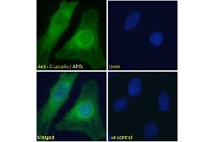 ABIN185475 Immunofluorescence analysis of paraformaldehyde fixed HeLa cells, permeabilized with 0. (Clusterin 抗体  (C-Term))
