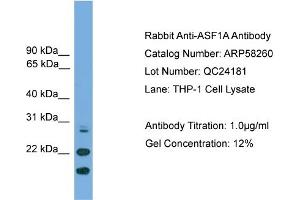 WB Suggested Anti-ASF1A  Antibody Titration: 0. (ASF1A 抗体  (N-Term))