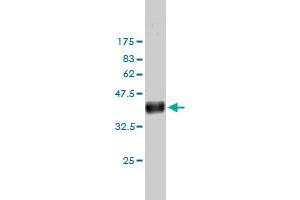 Western Blotting (WB) image for anti-IQ Motif Containing GTPase Activating Protein 1 (IQGAP1) (AA 611-710) antibody (ABIN563819)
