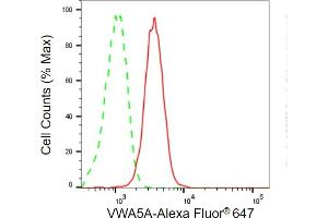 anti-Von Willebrand Factor A Domain Containing 5A (VWA5A) antibody