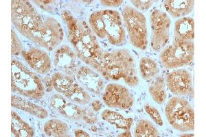 Formalin-fixed, paraffin-embedded human Kidney stained with MTAP Mouse Monoclonal Antibody (MTAP/1813).