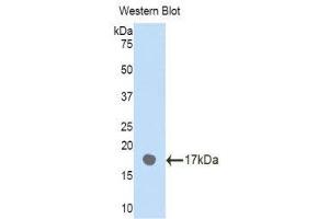 Western Blotting (WB) image for anti-Plexin B1 (PLXNB1) (AA 47-126) antibody (ABIN1860269) (PLXNB1 抗体  (AA 47-126))