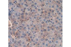 IHC-P analysis of liver tissue, with DAB staining. (MST1 抗体  (AA 489-716))