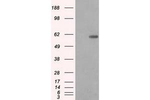 Image no. 2 for anti-Protein Phosphatase 5, Catalytic Subunit (PPP5C) antibody (ABIN1500393) (PP5 抗体)