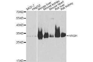 Western blot analysis of extracts of various cell lines, using HAGH antibody. (HAGH 抗体)