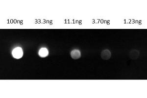 Dot Blot results of Goat Anti-Guinea Pig IgG Antibody Fluorescein Conjugate. (山羊 anti-豚鼠 IgG (Heavy & Light Chain) Antibody (FITC) - Preadsorbed)