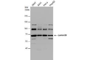 WB Image Lamin B1 antibody detects Lamin B1 protein by western blot analysis. (Lamin B1 抗体)