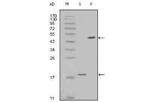 Western Blot showing survivin antibody used against full-length survivin recombinant protein (1) and full-length survivin-GFP transfected Cos7 cell lysate (2). (Survivin 抗体)