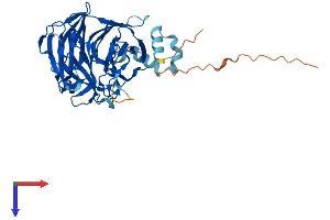 Protein Structure (PS) image for Kelch Domain Containing 2 (KLHDC2) (AA 1-406) protein (His tag) (ABIN7548954)