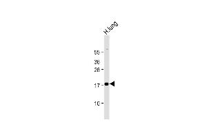 Anti-RARRES2 Antibody (N-Term) at 1:2000 dilution + Human lung lysate Lysates/proteins at 20 μg per lane. (Chemerin 抗体  (AA 1-35))