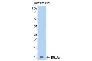 Western Blotting (WB) image for anti-Chemokine (C-C Motif) Ligand 17 (CCL17) (AA 24-94) antibody (ABIN1174779) (CCL17 抗体  (AA 24-94))