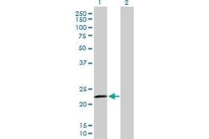 Western Blot analysis of RASGEF1B expression in transfected 293T cell line by RASGEF1B MaxPab polyclonal antibody.
