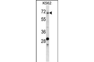 Western blot analysis in K562 cell line lysates (35ug/lane).