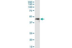 SDSL MaxPab rabbit polyclonal antibody. (SDSL 抗体  (AA 1-329))