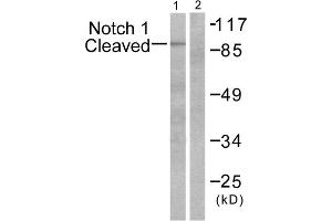 Western blot analysis of extracts from NIH/3T3 cells, treated with etoposide (25 μM, 1hour), using Notch 1 (cleaved-Val1744) antibody. (Notch1 抗体  (Cleaved-Val1754, Internal Region))
