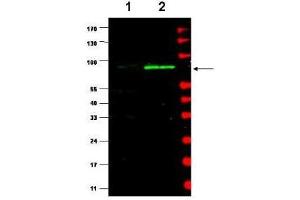 Western blot using  affinity purified Anti-MDM2 (Rabbit) is shown to detect a band (arrow) corresponding to mouse MDM2 protein present in mouse MEF cells (lane 2) but not human kidney HEK293 cells (lane 1). (MDM2 抗体  (AA 175-200))