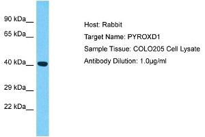 Host: Rabbit Target Name: PYROXD1 Sample Type: COLO205 Whole Cell lysates Antibody Dilution: 1. (PYROXD1 抗体  (N-Term))