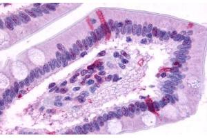 Anti-GPR39 antibody  ABIN1048815 IHC staining of human small intestine. (GPR39 抗体  (C-Term))