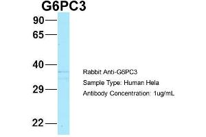 Host: Rabbit Target Name: G6PC3 Sample Type: Hela Antibody Dilution: 1. (G6PC3 抗体  (N-Term))