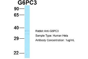 Host: Rabbit Target Name: G6PC3 Sample Type: Hela Antibody Dilution: 1.