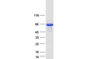 Validation with Western Blot (AKT1 Protein (Transcript Variant 1) (Myc-DYKDDDDK Tag))