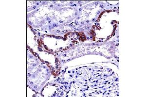 MCOLN1 Antibody (C-term) ((ABIN657474 and ABIN2846502))immunohistochemistry analysis in formalin fixed and paraffin embedded human kidney tissue followed by peroxidase conjugation of the secondary antibody and DAB staining. (MCOLN1 抗体  (C-Term))