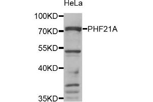 Western blot analysis of extracts of HeLa cells, using PHF21A antibody. (PHF21A 抗体)