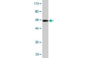 Western Blotting (WB) image for anti-Collagen, Type II, alpha 1 (COL2A1) (AA 1-268) antibody (ABIN514512)