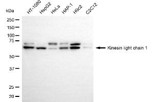 Western blotting analysis using kinesin light chain 1 antibody (ABIN7799210). (Recombinant KLC1 抗体)