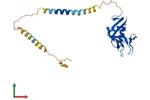Protein Structure (PS) image for Killer Cell Lectin-Like Receptor Subfamily C, Member 1 (KLRC1) (AA 1-233) protein (His tag) (ABIN7549763)
