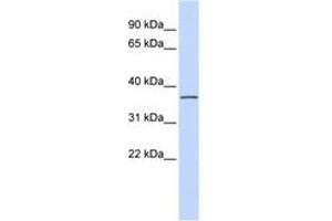 Image no. 1 for anti-Leucine Rich Repeat Containing 25 (LRRC25) (AA 36-85) antibody (ABIN6741186) (LRRC25 抗体  (AA 36-85))