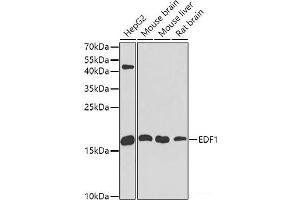 Western blot analysis of extracts of various cell lines using EDF1 Polyclonal Antibody at dilution of 1:1000. (EDF1 抗体)