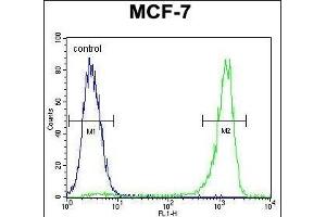 VEGF3 Antibody (N-term) (ABIN655891 and ABIN2845292) flow cytometric analysis of MCF-7 cells (right histogram) compared to a negative control cell (left histogram). (VEGFC 抗体  (N-Term))