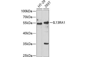 Western blot analysis of extracts of various cell lines, using IL13R antibody (ABIN6128084, ABIN6142309, ABIN6142310 and ABIN6222321) at 1:1000 dilution. (IL13 Receptor alpha 1 抗体  (AA 22-343))