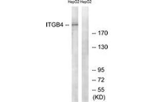 Western blot analysis of extracts from HepG2 cells, treated with PMA 125ng/ml 30', using Integrin beta4 (Ab-1510) Antibody. (Integrin beta 4 抗体  (AA 1481-1530))