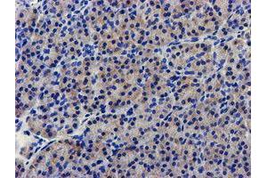 Immunohistochemical staining of paraffin-embedded Human pancreas tissue using anti-LPL mouse monoclonal antibody. (Lipoprotein Lipase 抗体  (AA 28-475))