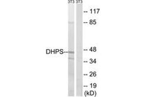 Western blot analysis of extracts from NIH-3T3 cells, using DHPS Antibody. (DHPS 抗体  (AA 51-100))