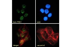 (ABIN238583) Immunofluorescence analysis of paraformaldehyde fixed A431 cells, permeabilized with 0. (PTBP2 抗体  (Internal Region))