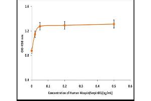 Activity Assay (AcA) image for serpin Peptidase Inhibitor, Clade B (Ovalbumin), Member 5 (SERPINB5) (Active) protein (ABIN5509795)